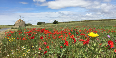 Mohnblumen